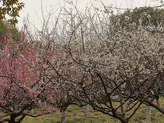 -上海海湾国家森林公园