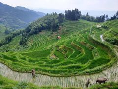 -紫鹊界梯田景区
