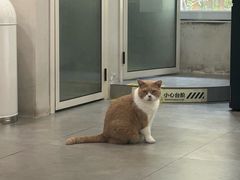-伟伟宠物医院·CT影像中心·瑞派犬猫综合性门诊(汉口总院)