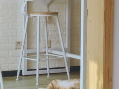 -MOYOYO猫咪咖啡店