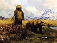 -美国自然历史博物馆