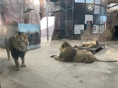 -鄂尔多斯野生动物园