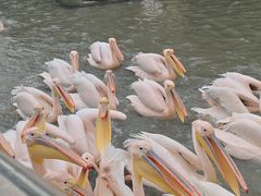 -广州长隆飞鸟乐园