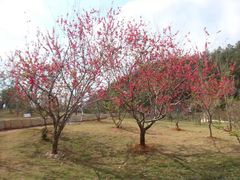 -神光山国家森林公园