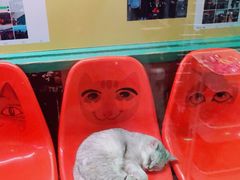 -猫咪博物馆(顶澳仔猫街店)