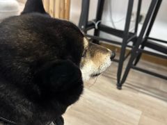 -柴迷FANS CLUB·柴犬狗咖·猫咖
