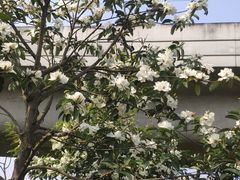 -桤木河湿地公园