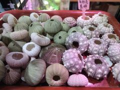-朝来春花卉市场