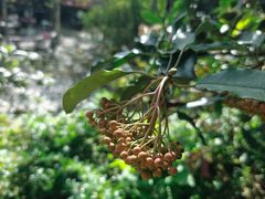 -泰山风景名胜区-普照寺