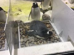 -大连圣亚海洋世界