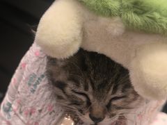 -米苏动物医院·犬猫专科·骨科外科内窥镜