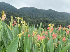 -广州市石门国家森林公园