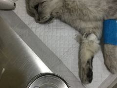 -米苏动物医院·犬猫专科·骨科外科内窥镜
