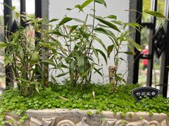 -扬州大运河文化旅游度假区·盆景园