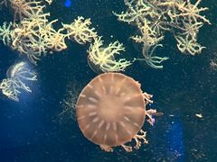 -珠海长隆海洋王国