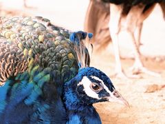 -杭州野生动物世界