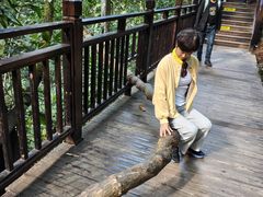 -西双版纳原始森林公园