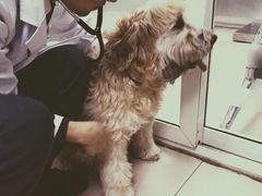 iphone_upload_pic-康乐宝动物医院