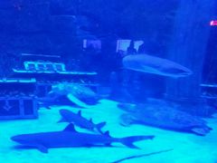 -芜湖新华联大白鲸海洋公园