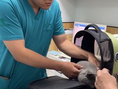 -瑞派长江宠物医院·猫科·外科·24小时夜护(谊城公寓分院)