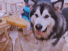 -李小姐の猫咖啡馆(五角场店)