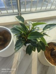 -HEYAN荷妍专业脱毛连锁机构