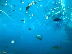 -瑞德姆美人鱼海底演艺主题餐厅(亚龙湾店)