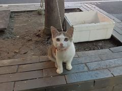 -东北特色水饺(郭家桥店)