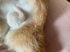 -凯特喵百思猫专科医院