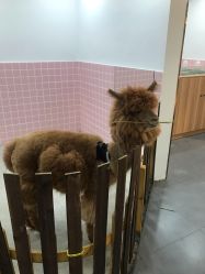-Moni星球萌宠·小马宝莉·灵蛇·高端高阶全萌宠互动体验俱乐部(红豆国际广场店)
