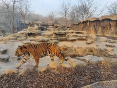 -北京野生动物园