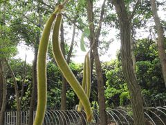 -天适樱花悠乐园