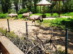 -大连森林动物园