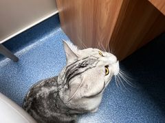 -创凡宠物医院·骨专科  猫科中心(西乡分院)