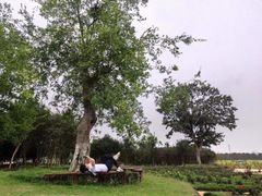 -武汉紫薇都市田园