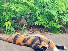 -北京西山国家森林公园