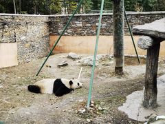-卧龙中华大熊猫苑神树坪基地