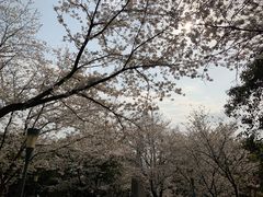 -武汉大学-樱园