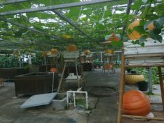android_upload_pic-上海都市菜园