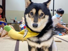 -逗柴咖啡屋·狗咖猫咖宠物桌游