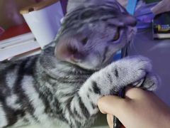 -糯米喵星人总部直营旗舰店·猫舍·幼猫出售