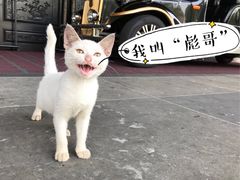 -上海皇廷花园酒店·御宴中餐厅