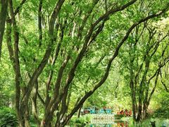 -上海共青森林公园