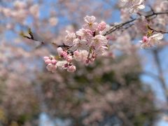 -顾村公园