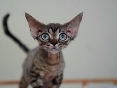 -纳吉亚猫专科动物医院博雅分院