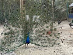 -西双版纳傣族园