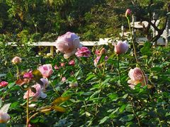 -人民公园(罗湖区)