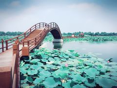 -白洋淀景区