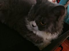 -猫小院猫主题咖啡厅(北锣店)