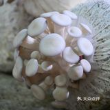 蘑菇变形记